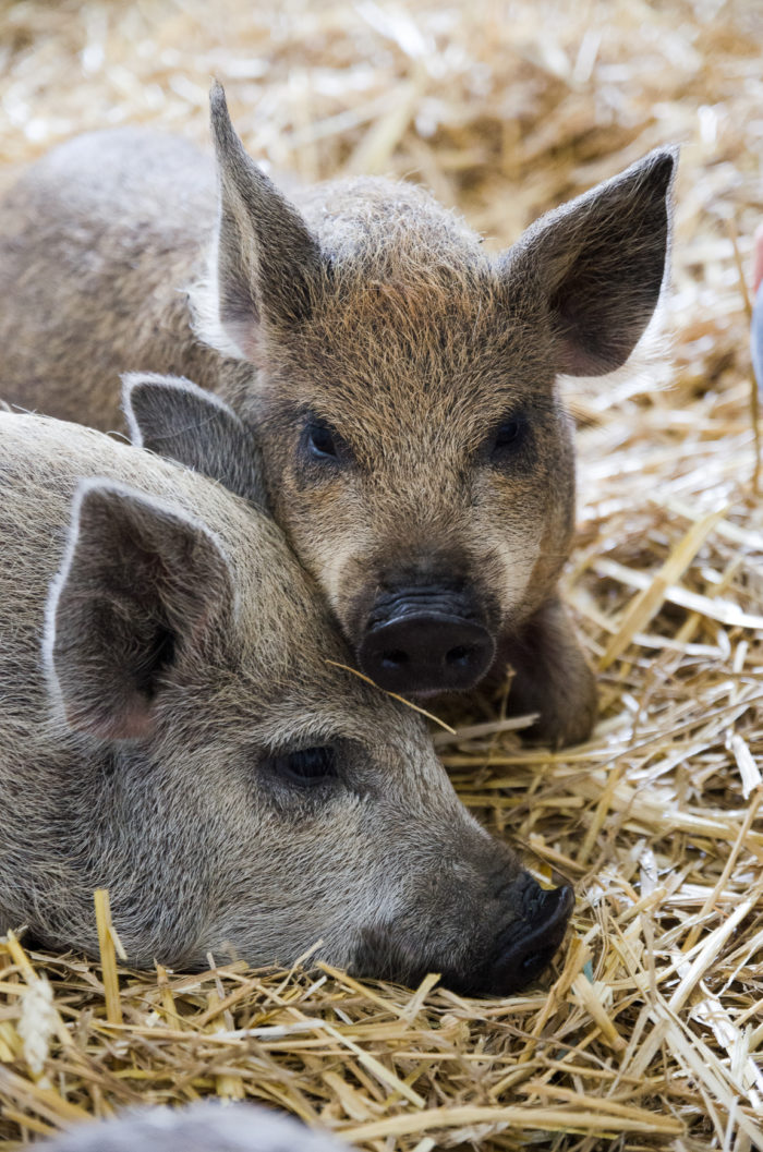 Unsere Schweine Emma und Fritzi