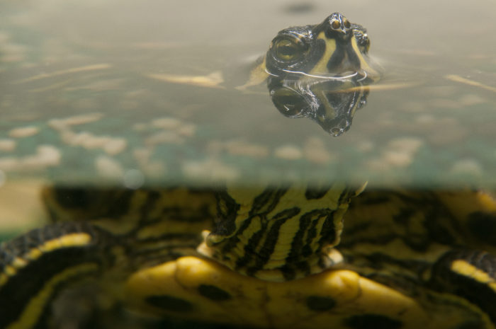 Lotte die Schildkröte